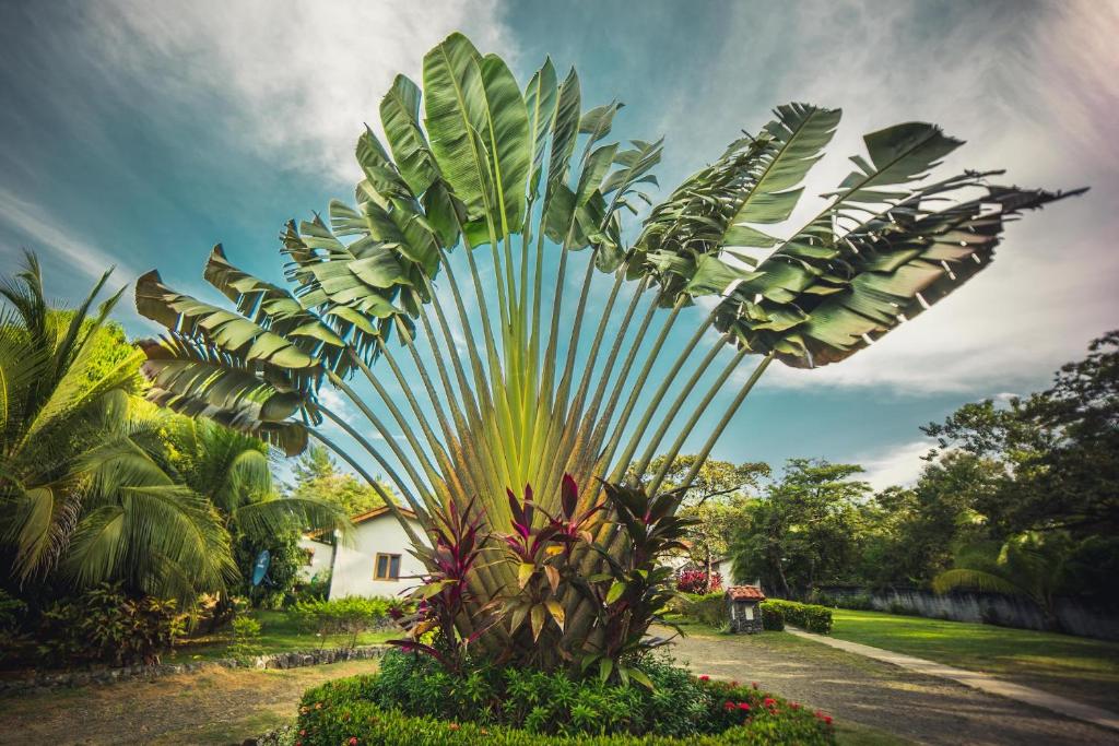 Zahrada ubytování Hotel Santa Catalina Panamá