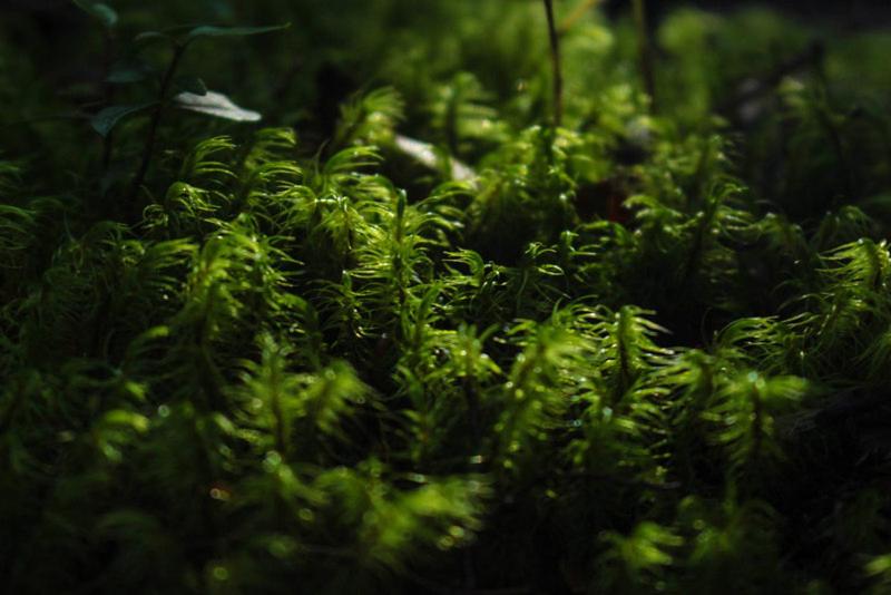 Fotografie z fotogalerie ubytování Cabañas Bosque Milenario v destinaci Coñaripe