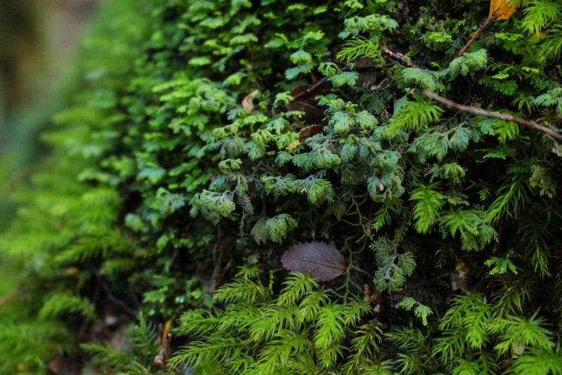 Zahrada ubytování Cabañas Bosque Milenario