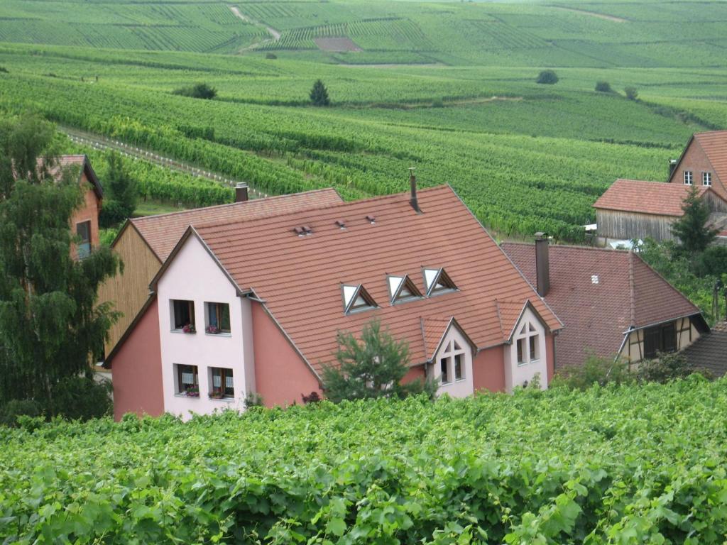 a house in the middle of a field of grapes at Studio chez le vigneron in Hunawihr