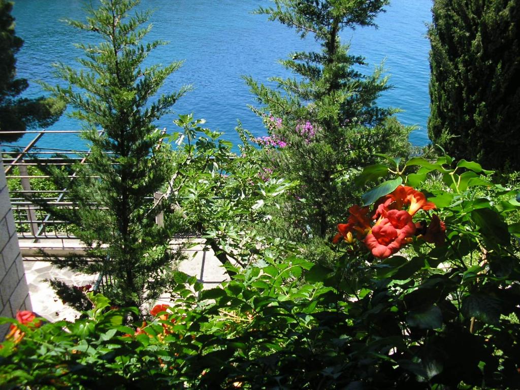 two christmas trees and flowers in front of the water at Apartments Mercep in Dubrovnik