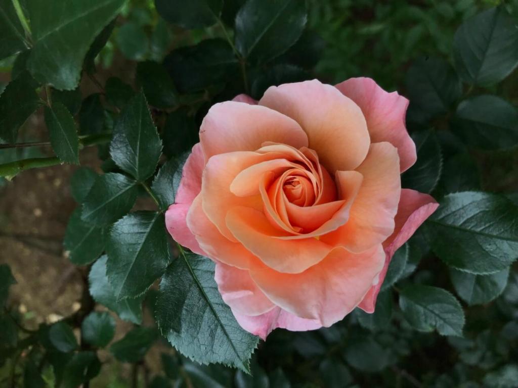 a close up of a peach colored rose at Apartments Don in Belgrade