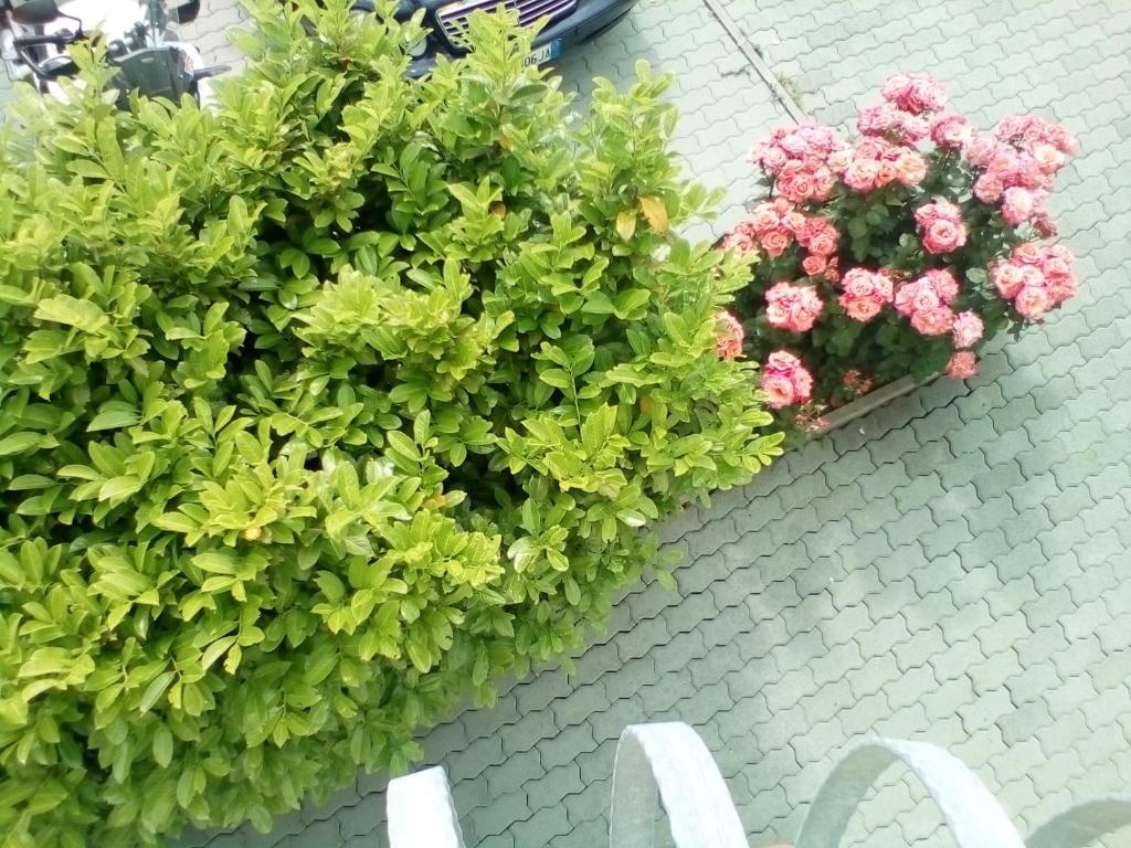 two potted plants on a wall with white chairs at Ana Rooms in Krk