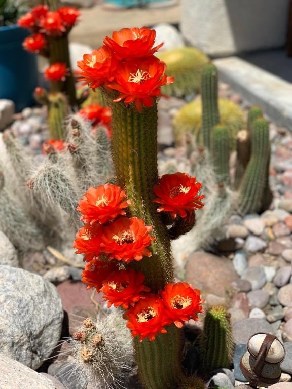 Fotografie z fotogalerie ubytování Casa De Frank v destinaci Joshua Tree