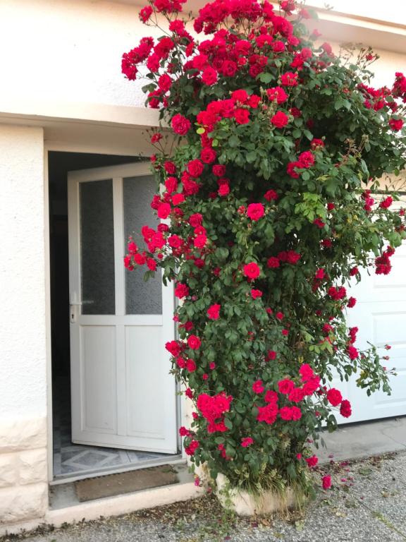 a bunch of red flowers in front of a door at joli studio au coeur de Verdun in Verdun
