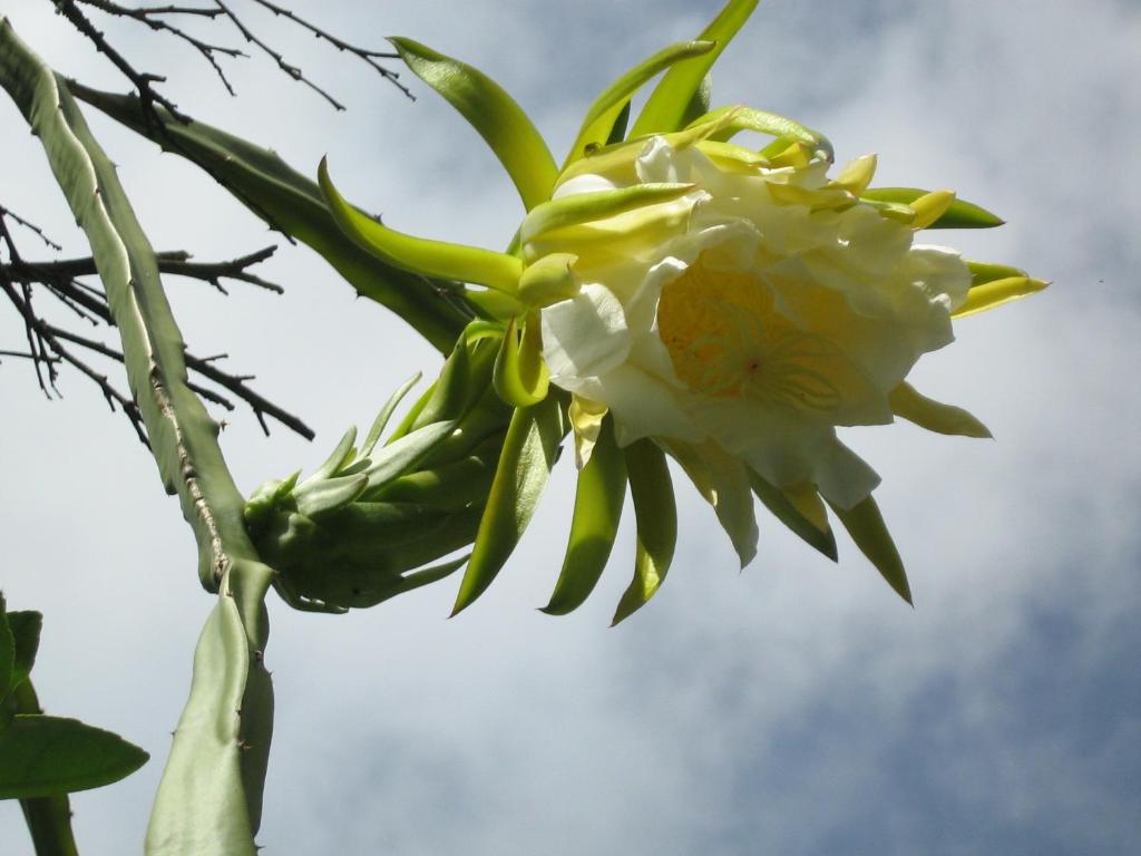 Fotografie z fotogalerie ubytování Posada El Jardin v destinaci Ticul