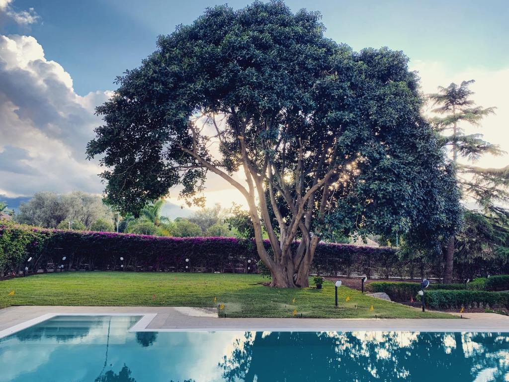 ein Baum in einem Hof mit einem Pool aus Wasser in der Unterkunft Il Giardino di Venere in Mondello