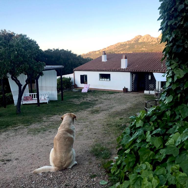 a dog sitting on the ground in front of a house at B&B La Tasgia in Aggius