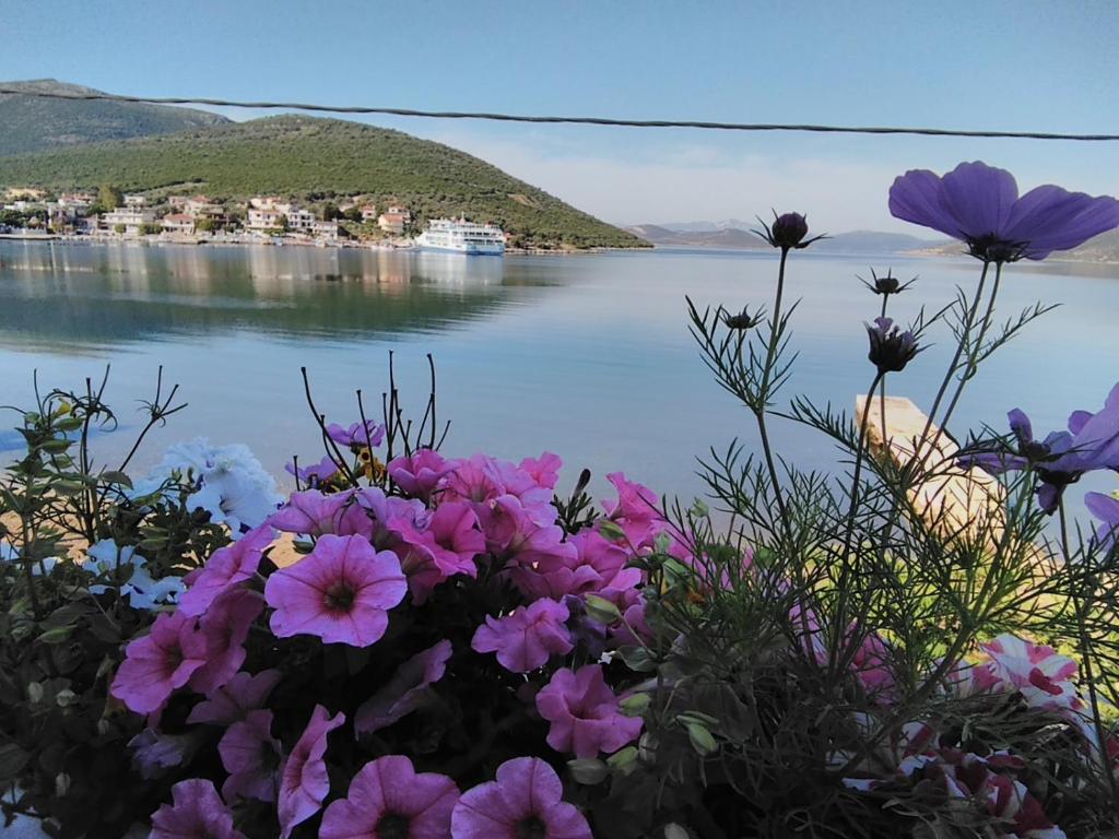 アルミロポタモスにあるMELI-IOSの水の前の花束