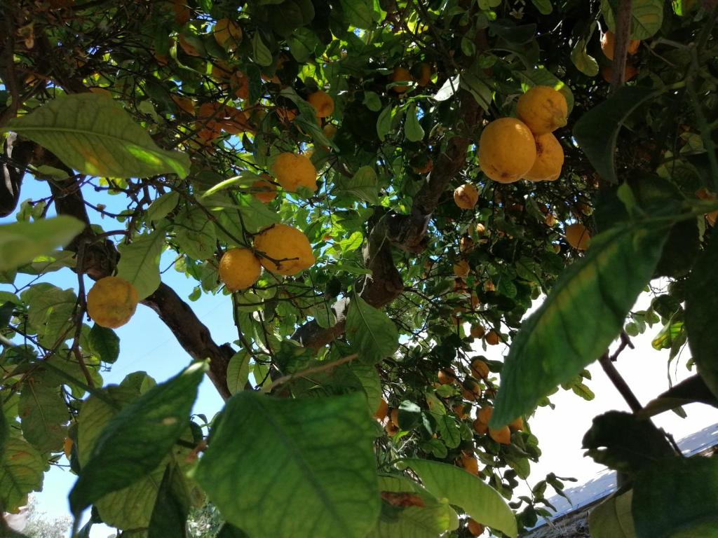Zahrada ubytování LUMIE DI SICILIA