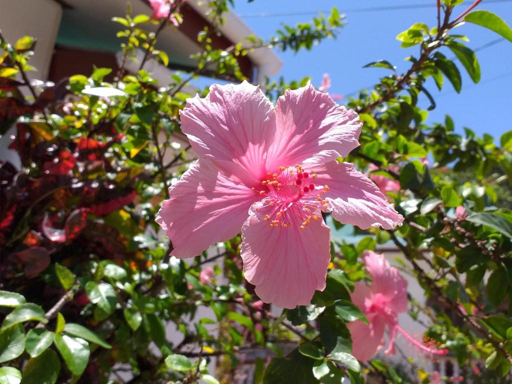a pink flower is growing on a tree at Pension Hibiscus in La Digue