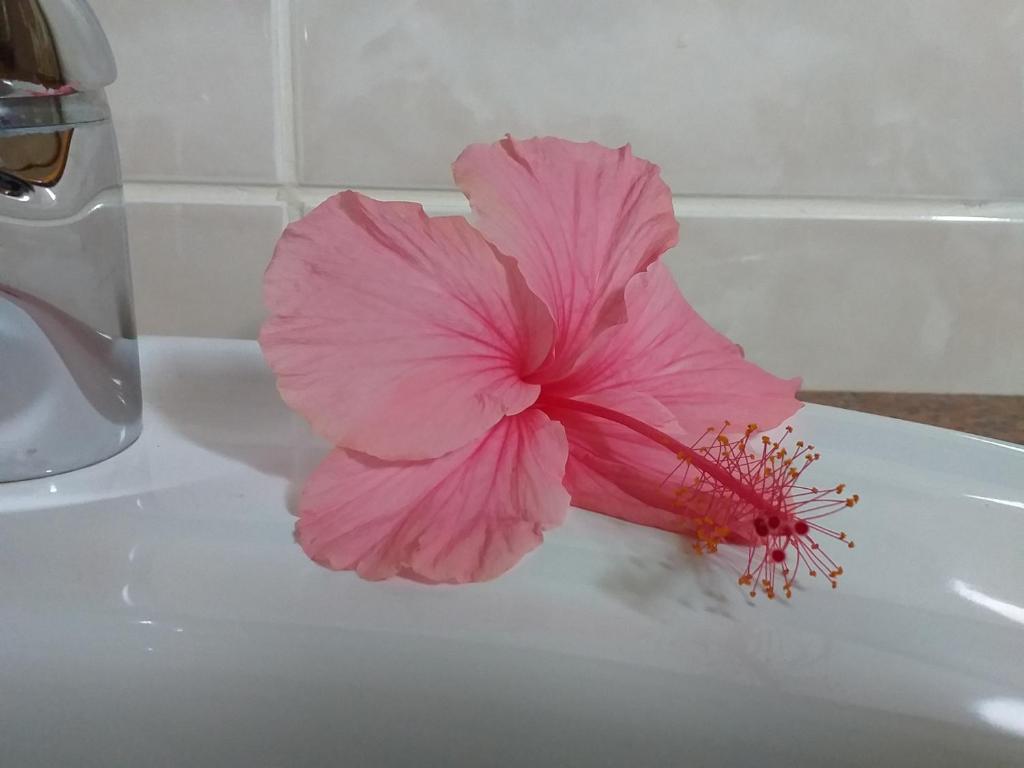 Fotografie z fotogalerie ubytování Pension Hibiscus v destinaci La Digue