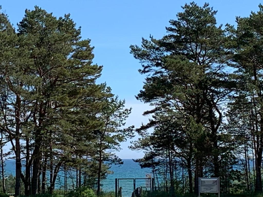 eine Gruppe von Bäumen mit dem Ozean im Hintergrund in der Unterkunft Ostseeblick Rügen in Binz