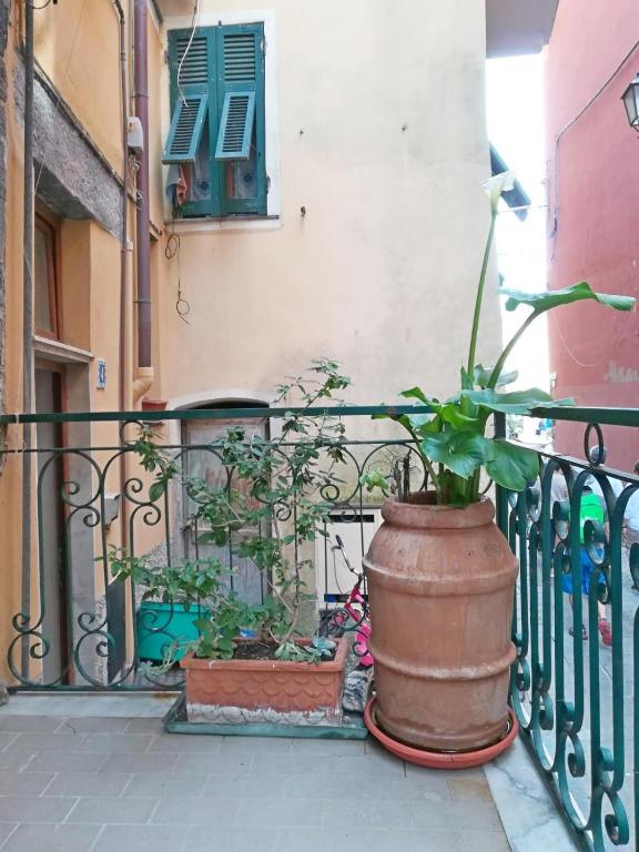 a plant in a large pot sitting on a balcony at Chez Tamara with private parking and air conditioned in Monterosso al Mare