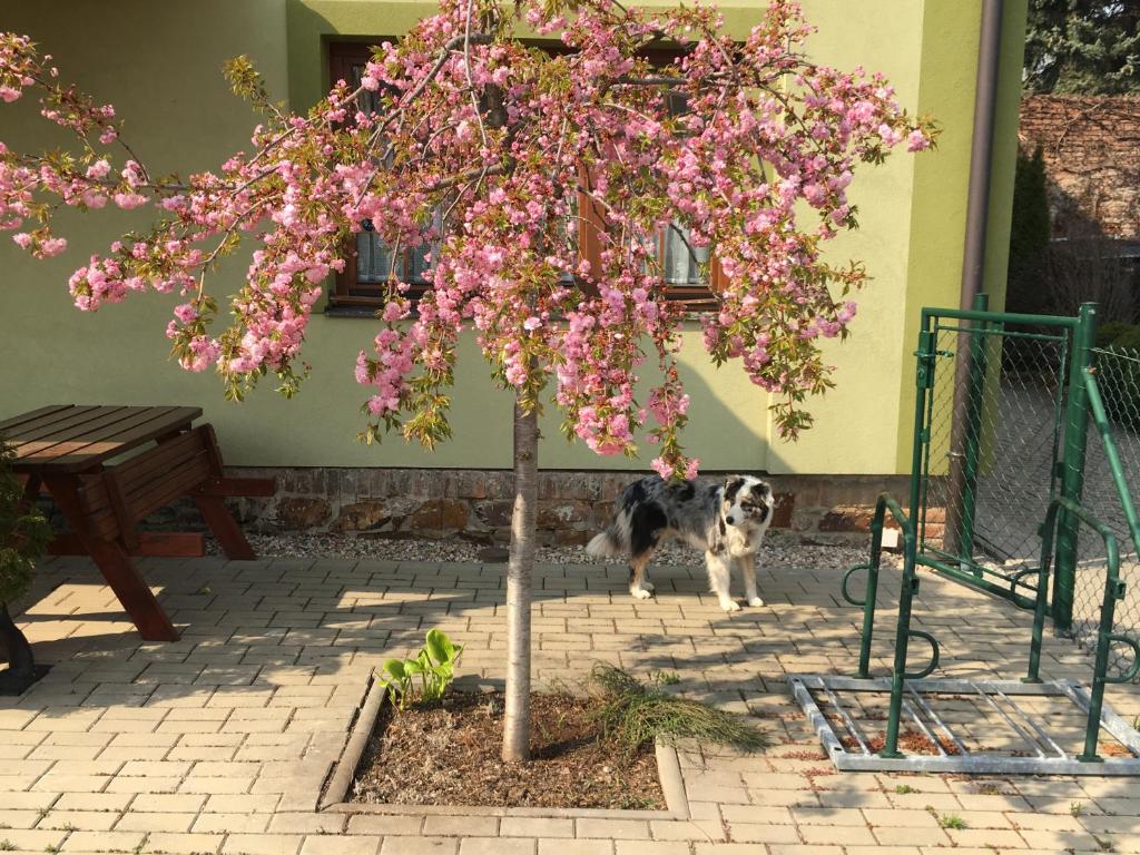 Zahrada ubytování Penzion U Horských