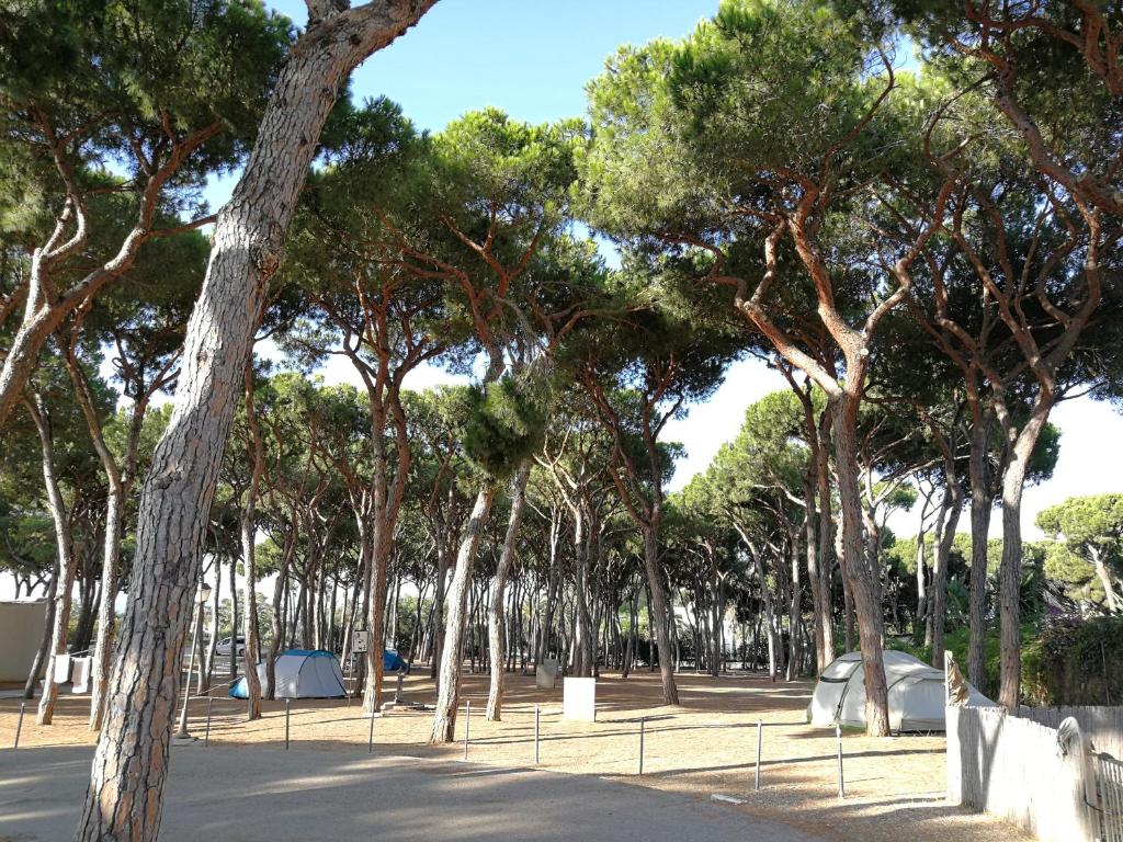 Fotografie z fotogalerie ubytování Camping La Buganvilla v destinaci Marbella