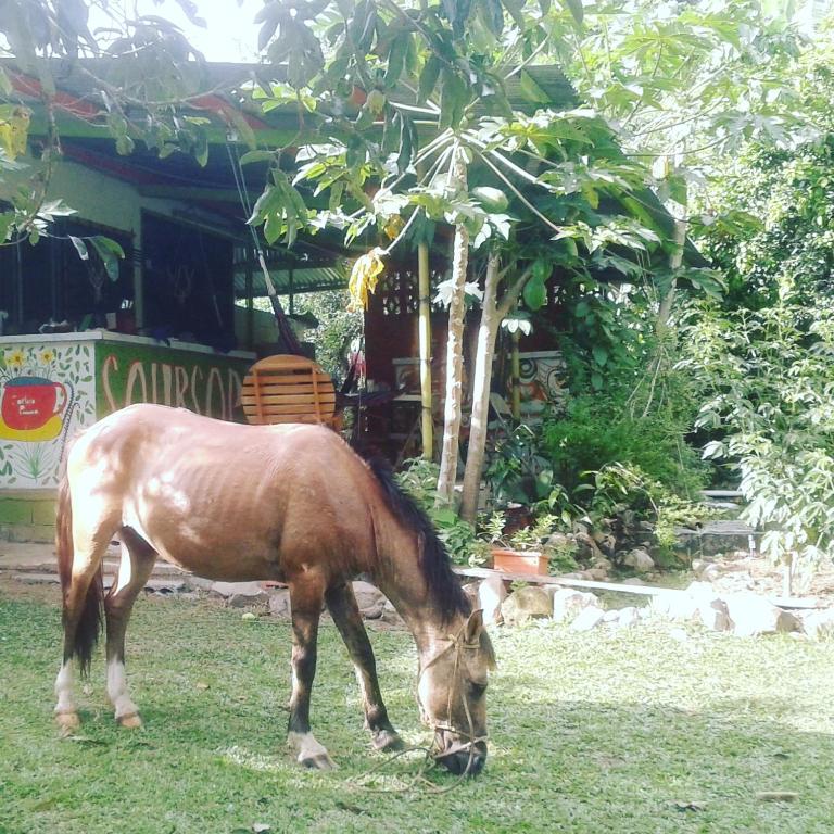 Tiere im Hostel oder in der Nähe