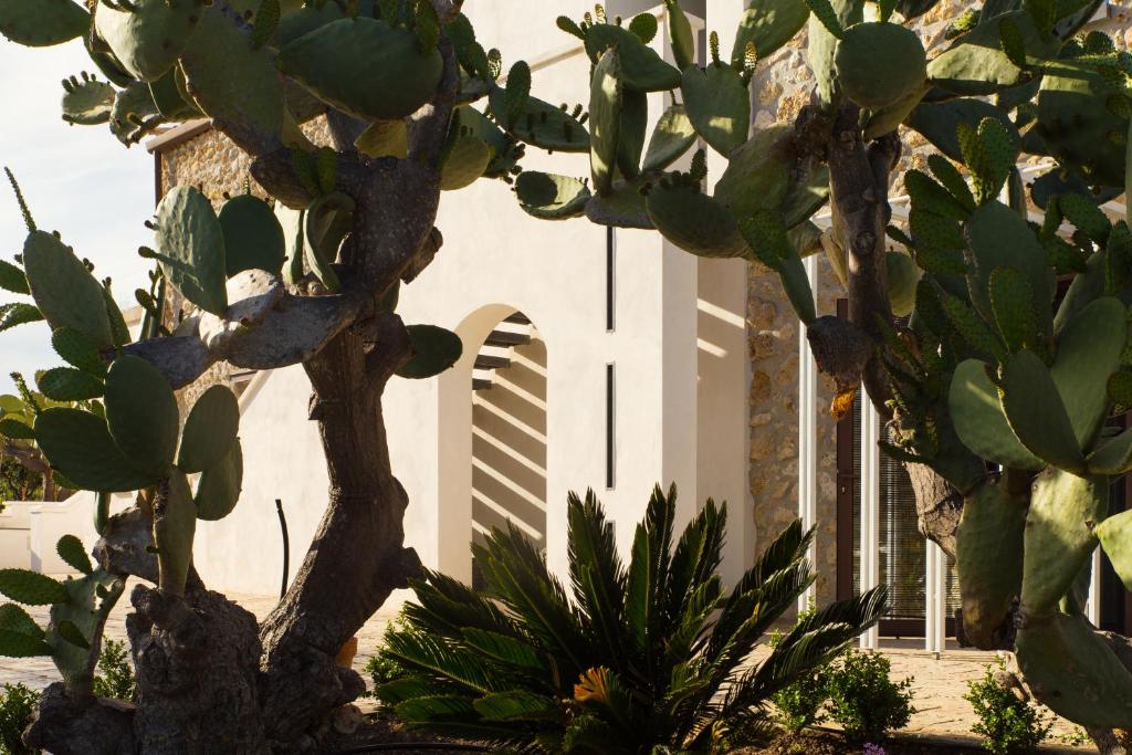 un gruppo di cactus e piante di fronte a un edificio di Oikos in Terre di Zaccanello a Racalmuto