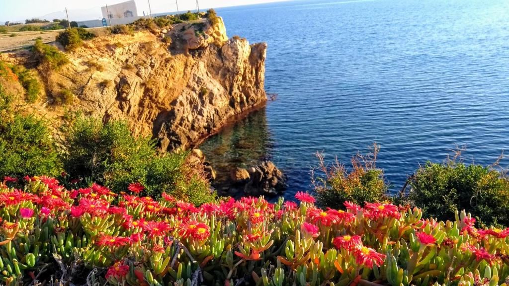 Ein paar Blumen auf einer Klippe neben dem Wasser. in der Unterkunft Calatabarca B&B in Tabarca