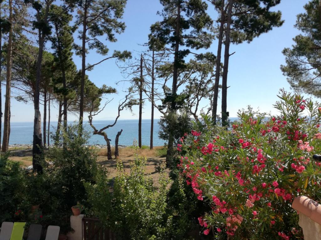 un jardin avec des fleurs et des arbres roses et l'océan dans l'établissement Villa bord de mer Corse, à Santa-Maria-Poggio
