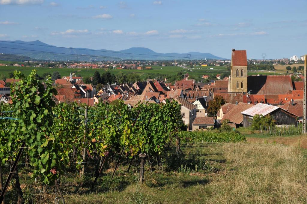 B&B Relais du Vigneron - Jean-Luc et Bruno Meyer – photo 46