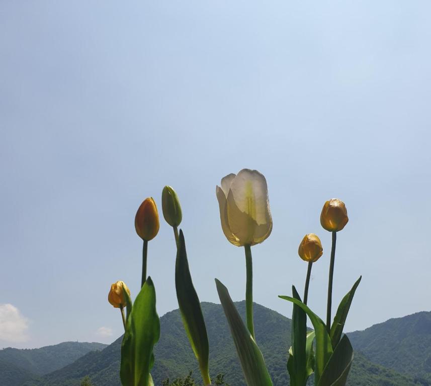 a group of flowers with mountains in the background at B&B Tulipano in Crone