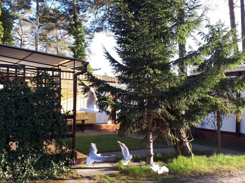 two white birds sitting in a yard next to a tree at Domki Blisko Morza in Niechorze
