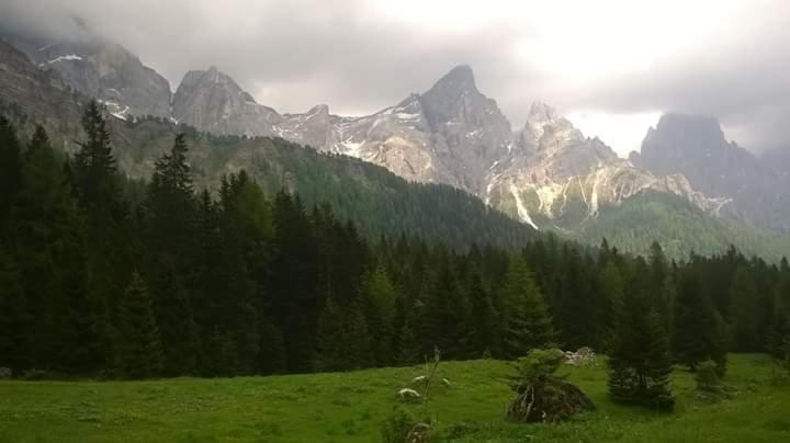 a green field with trees and mountains in the background at Hotel Garni Suisse in San Martino di Castrozza