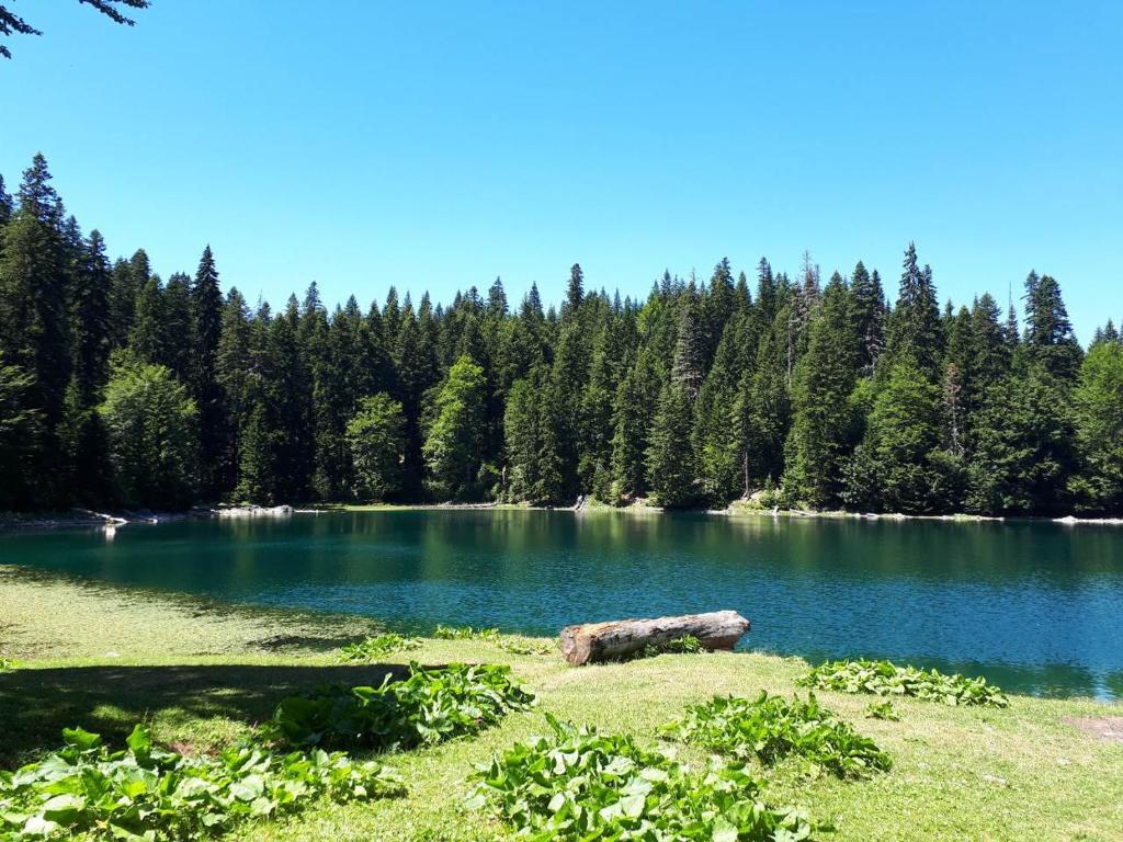 a lake with a log in the middle of it at EtnoPetra in Mojkovac