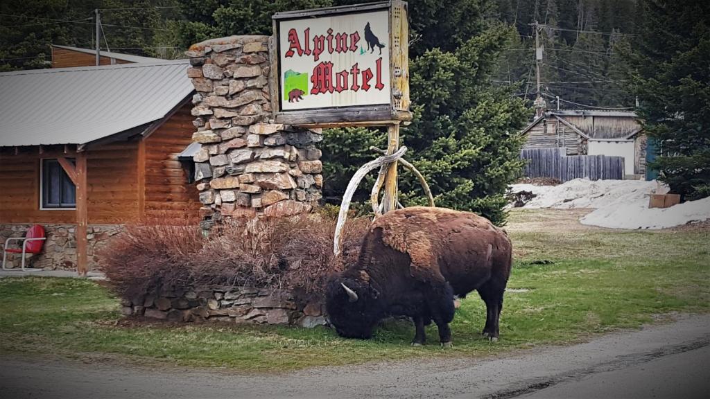 un taureau paissant dans l'herbe à côté d'un panneau dans l'établissement Alpine Motel of Cooke City, à Cooke City