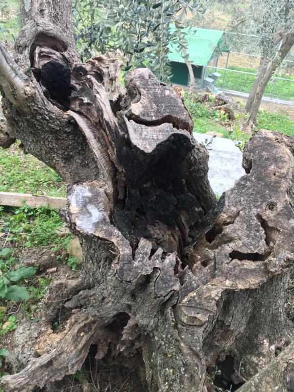 Zdjęcie z galerii obiektu Agriturismo Oltrealmare w mieście Civezza