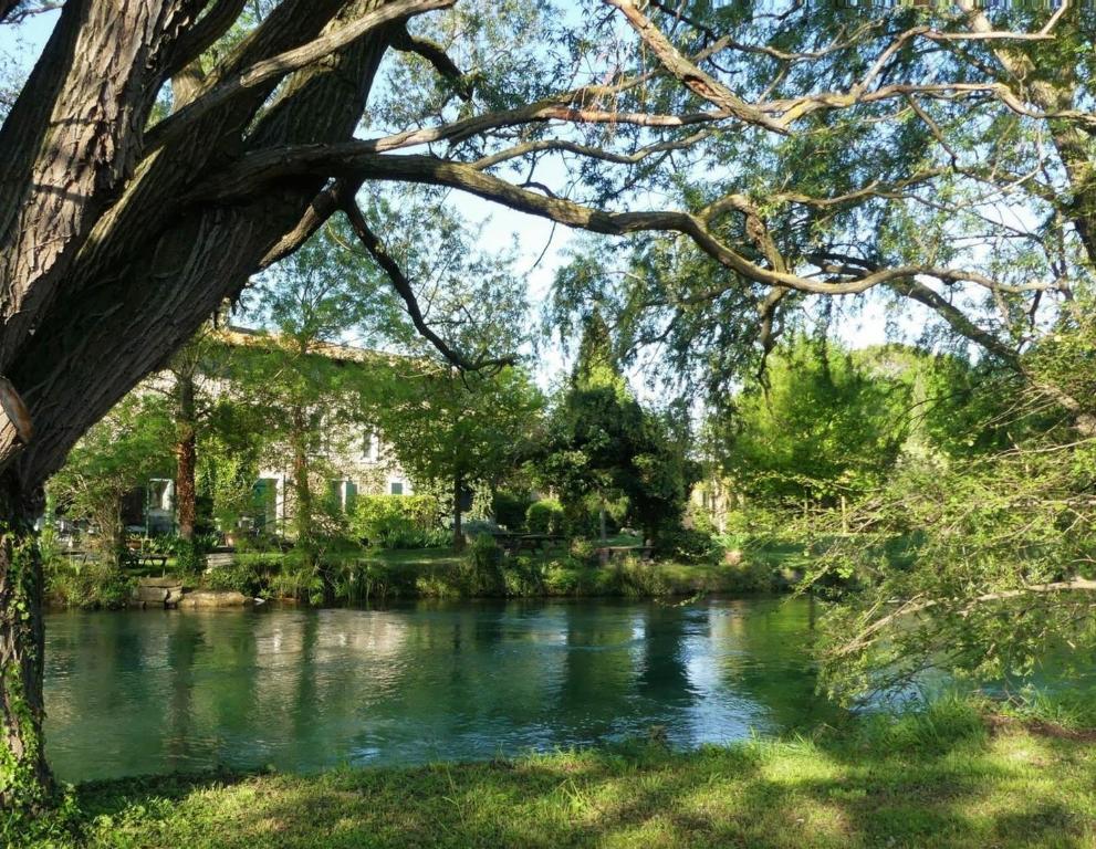 Un río con un árbol colgando sobre él en Mas Le Pont des Aubes, en LʼIsle-sur-la-Sorgue