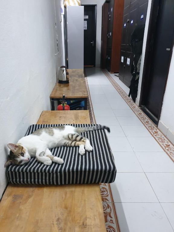 Domácí mazlíčci ubytovaní s hosty v ubytování Starfish Alley Hostel