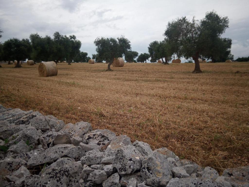 Fotografie z fotogalerie ubytování B&b SAN LORENZO v destinaci Conversano