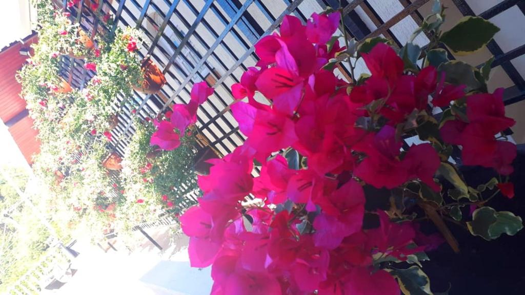  Refúgio das Rosas