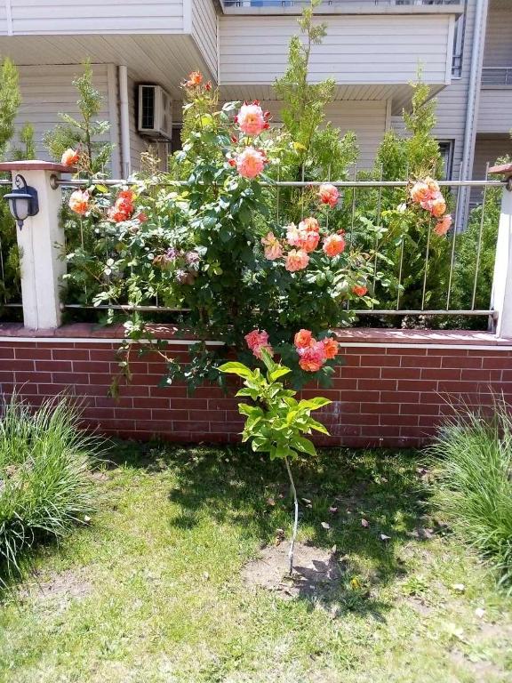 A garden outside Apartment in Complex TARA