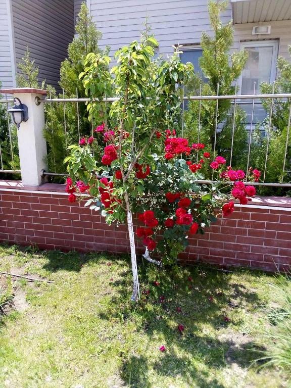 A garden outside Apartment in Complex TARA