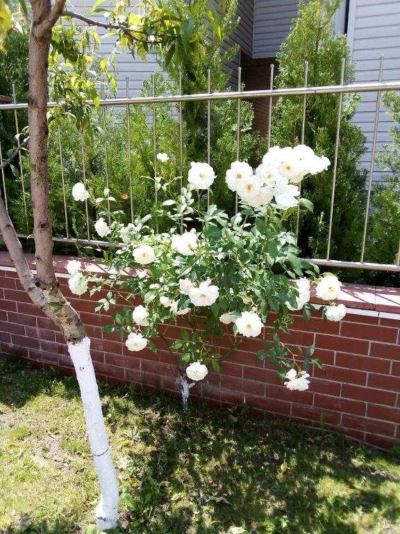 A garden outside Apartment in Complex TARA
