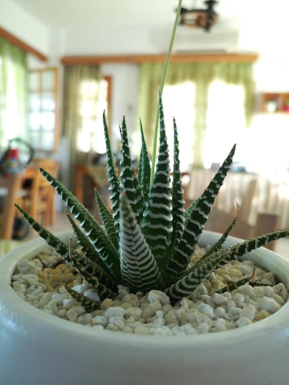 a green plant in a white pot on a table at Dimitris Villa Hotel in Matala