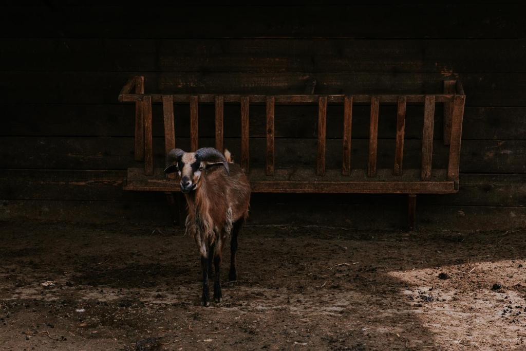Zvířata v hotelu nebo okolí