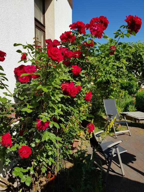 Zahrada ubytování Villa Charlotte