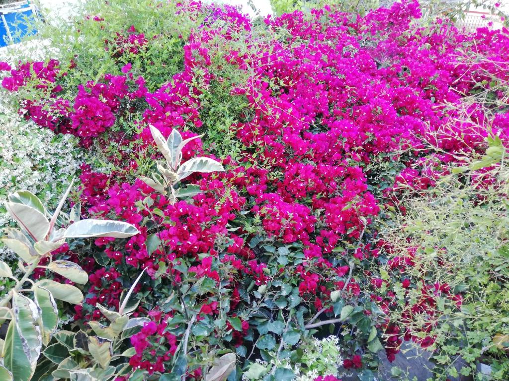 Zahrada ubytování Au pied de la falaise rouge