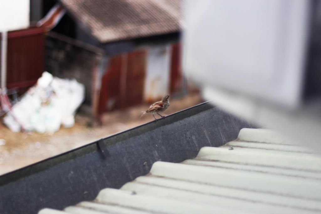 3 Laan House - Resim 33