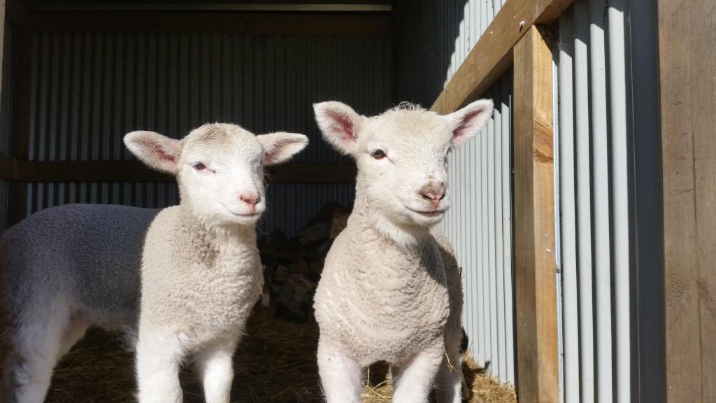 Homestead B&B Cambridge - Resim 45