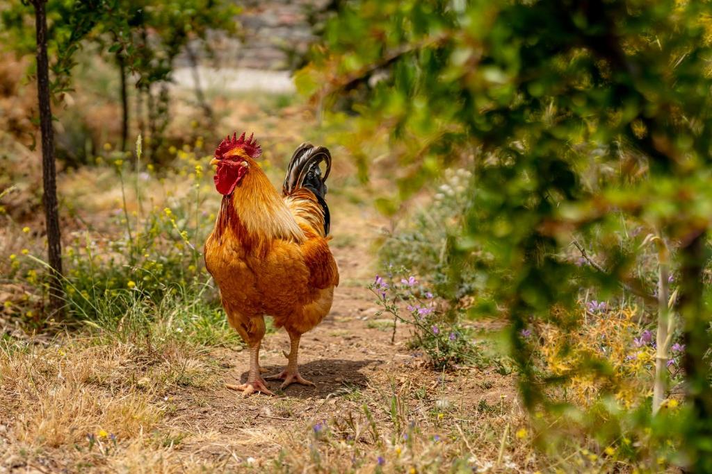Altri animali domestici presso l'aparthotel o nei dintorni