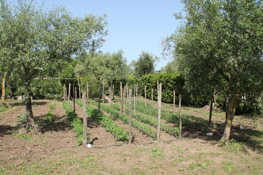 Zahrada ubytování Agriturismo Piccolo Paradiso