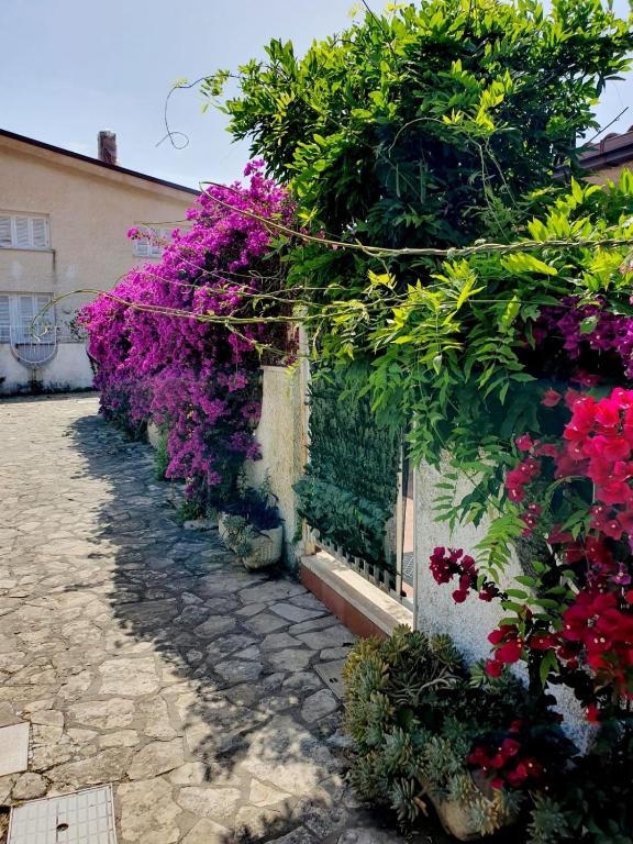 A garden outside Casa Susy Bouganville 400 mt dal mare