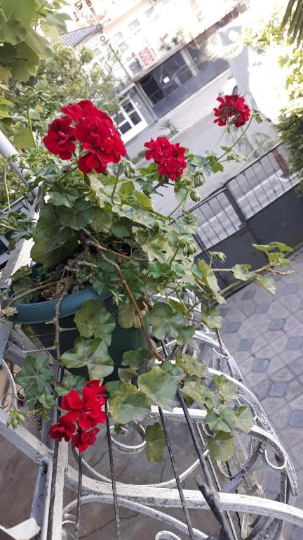 Fotografie z fotogalerie ubytování Homestay Izolda v destinaci Batumi