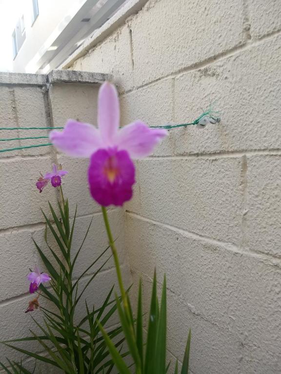  Apto térreo com área privativa !