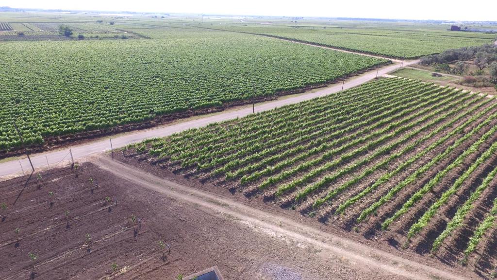 terra di negroamaro -  a Leverano - foto 42